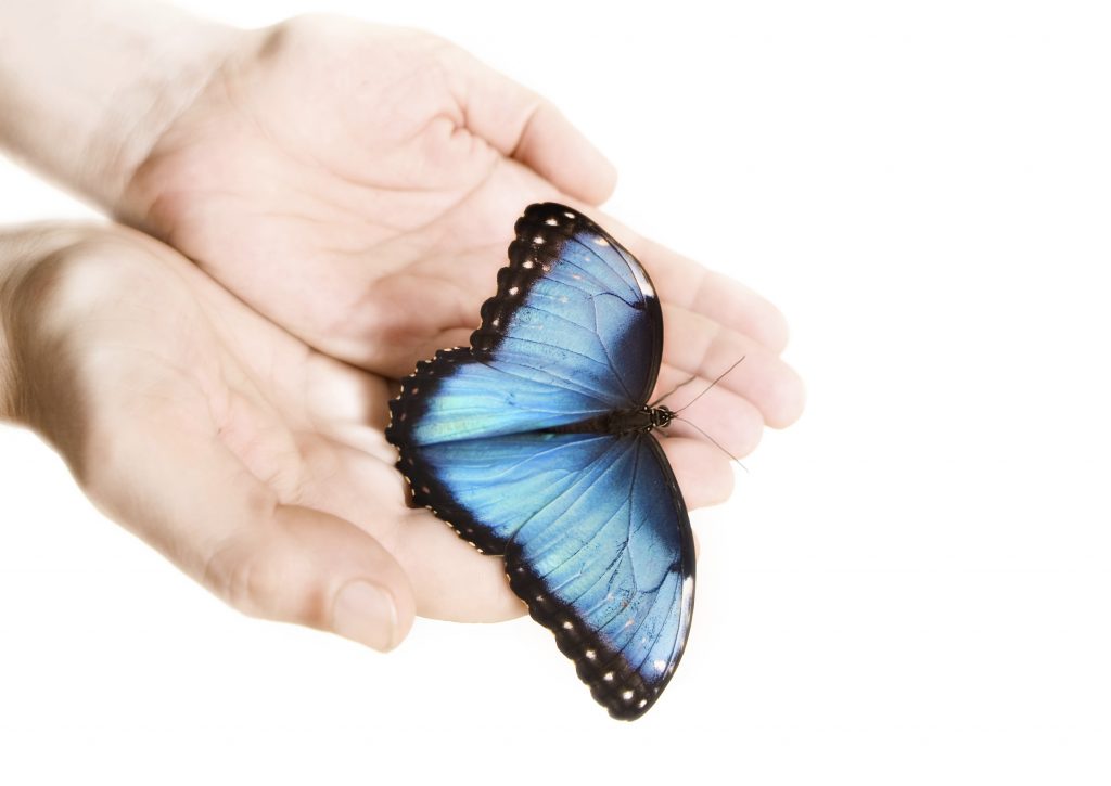 man hands holding Blue Morpho butterfly